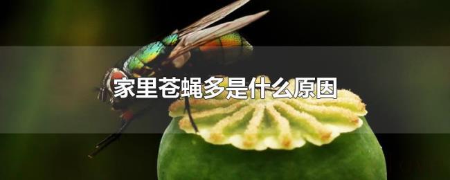 家里苍蝇多是什么原因 家里苍蝇多是什么原因