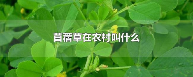 苜蓿草在农村叫什么