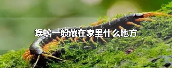 蜈蚣一般藏在家里什么地方 蜈蚣一般藏在家里什么地方