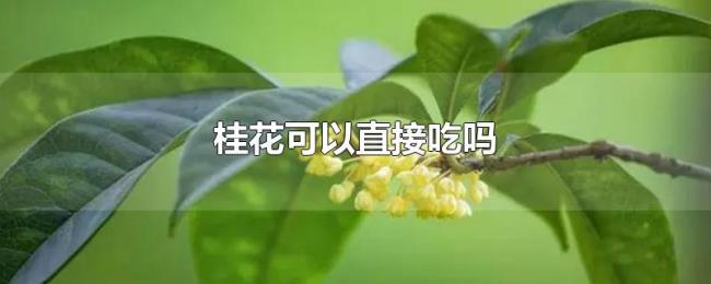 桂花可以直接吃吗