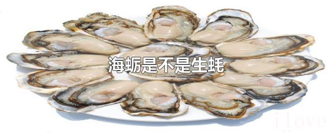 海蛎是不是生蚝