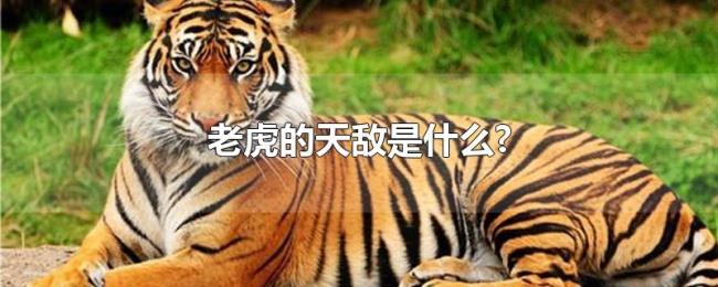 老虎的天敌是什么?