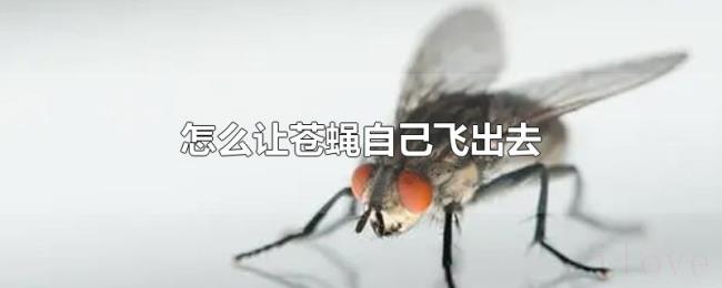 怎么让苍蝇自己飞出去