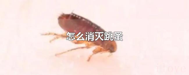 怎么消灭跳蚤 怎么消灭跳蚤
