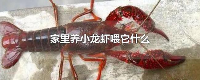 家里养小龙虾喂它什么 家里养小龙虾喂它什么