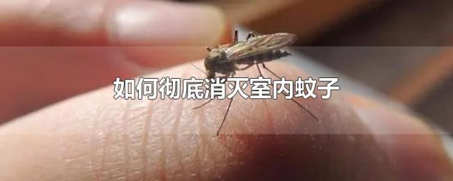 如何彻底消灭室内蚊子