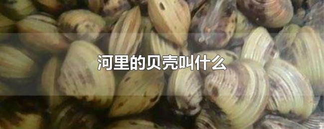 河里的贝壳叫什么 河里的贝壳叫什么
