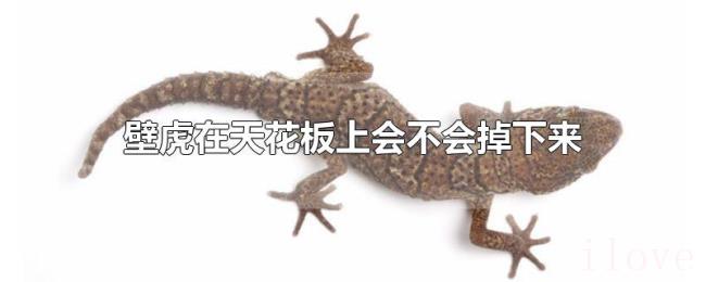 壁虎在天花板上会不会掉下来