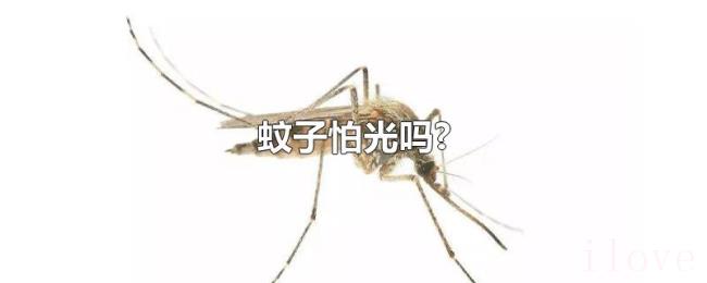 蚊子怕光吗?