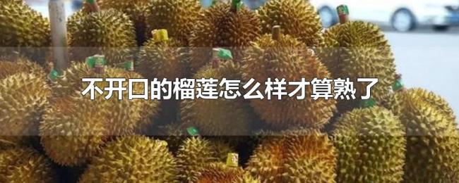 不开口的榴莲怎么样才算熟了