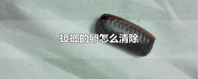 蟑螂的卵怎么清除