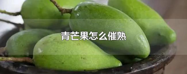 青芒果怎么催熟 青芒果怎么催熟