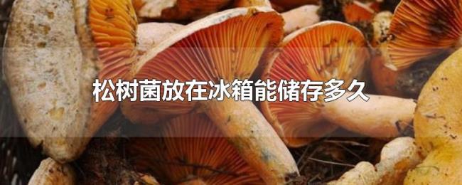 松树菌放在冰箱能储存多久 松树菌放在冰箱能储存多久