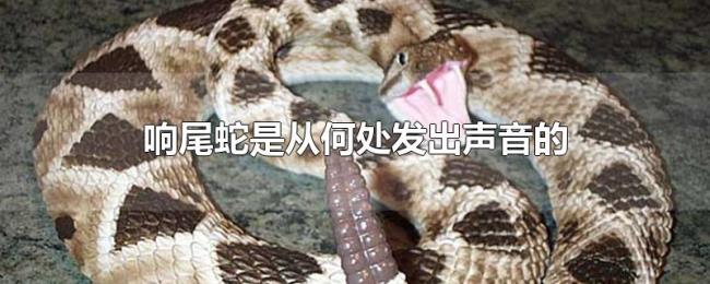 响尾蛇是从何处发出声音的