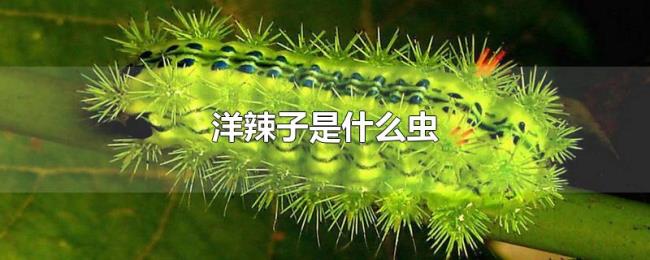 洋辣子是什么虫 洋辣子是什么虫