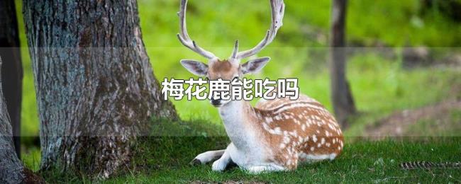 梅花鹿能吃吗