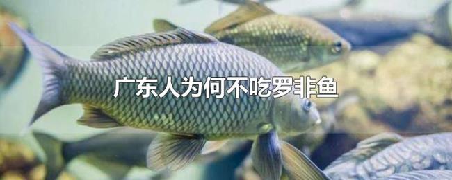 广东人为何不吃罗非鱼 广东人为何不吃罗非鱼