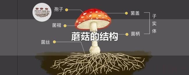 蘑菇的结构 蘑菇的结构