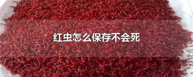 红虫怎么保存不会死
