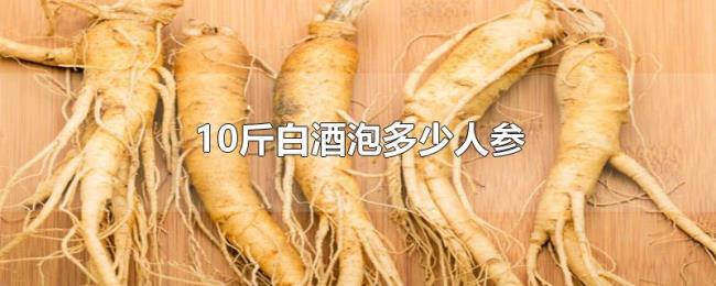 10斤白酒泡多少人参