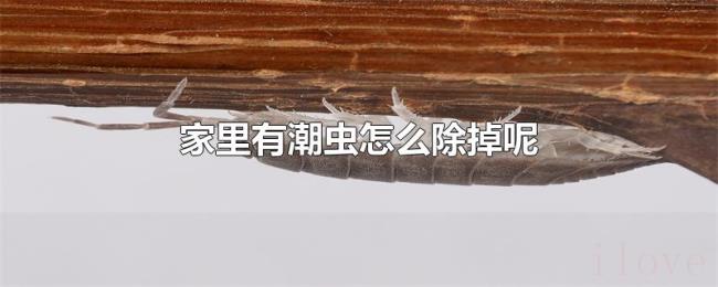 家里有潮虫怎么除掉呢 家里有潮虫怎么除掉呢