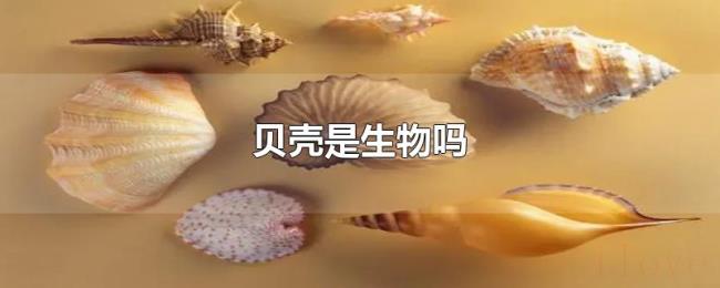贝壳是生物吗 贝壳是生物吗