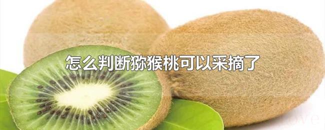 怎么判断猕猴桃可以采摘了 怎么判断猕猴桃可以采摘了