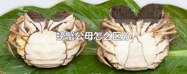 螃蟹公母怎么区分 螃蟹公母怎么区分