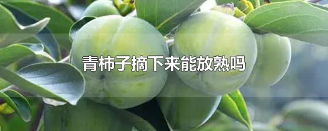 青柿子摘下来能放熟吗