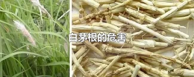 白茅根的危害 白茅根的危害