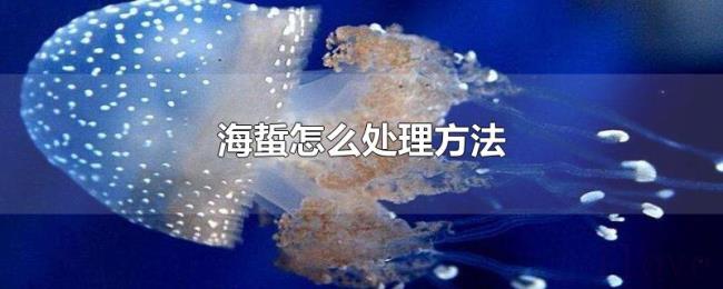 海蜇怎么处理方法