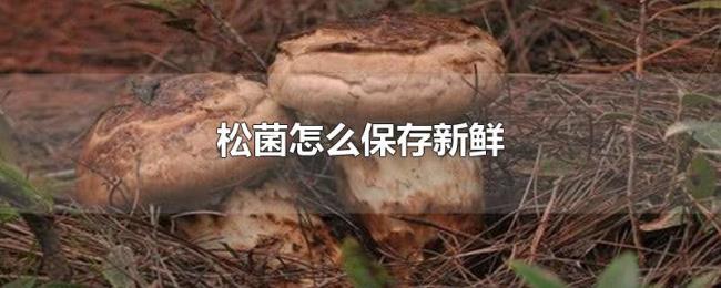 松菌怎么保存新鲜 松菌怎么保存新鲜