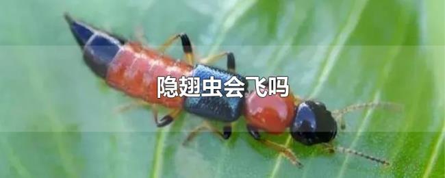 隐翅虫会飞吗 隐翅虫会飞吗