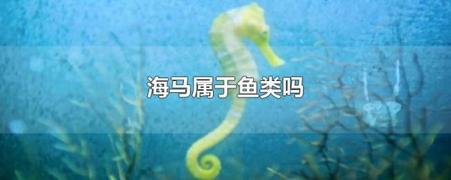 海马属于鱼类吗