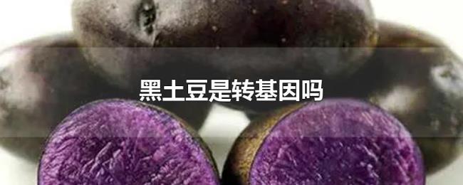 黑土豆是转基因吗 黑土豆是转基因吗