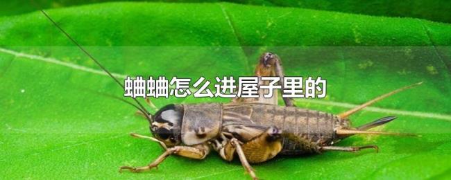 蛐蛐怎么进屋子里的 蛐蛐怎么进屋子里的