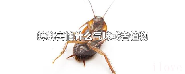 蟑螂害怕什么气味或者植物