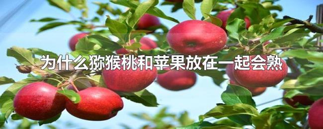 为什么猕猴桃和苹果放在一起会熟 为什么猕猴桃和苹果放在一起会熟