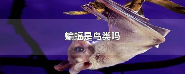 蝙蝠是鸟类吗