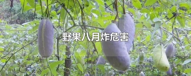 野果八月炸危害 野果八月炸危害