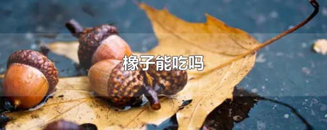 橡子能吃吗 橡子能吃吗