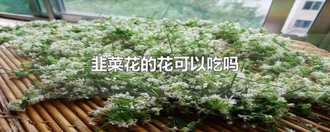 韭菜花的花可以吃吗