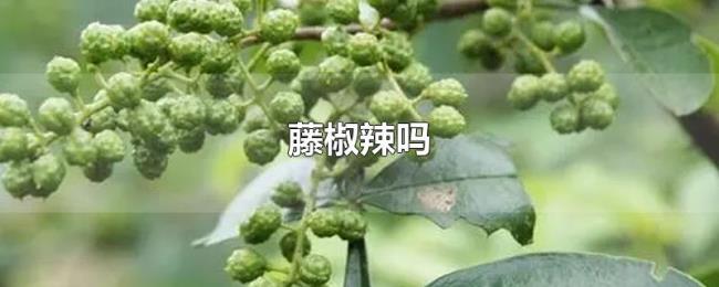 藤椒辣吗 藤椒辣吗
