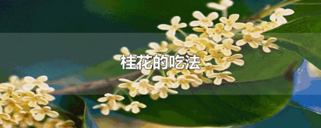 桂花的吃法 桂花的吃法