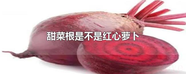 甜菜根是不是红心萝卜