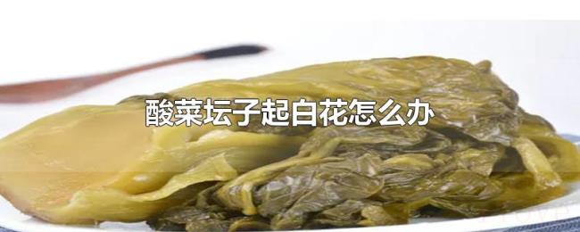 酸菜坛子起白花怎么办