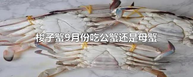 梭子蟹9月份吃公蟹还是母蟹