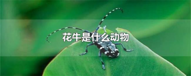 花牛是什么动物 花牛是什么动物