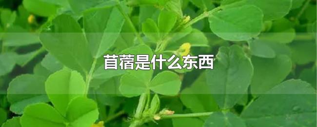 苜蓿是什么东西