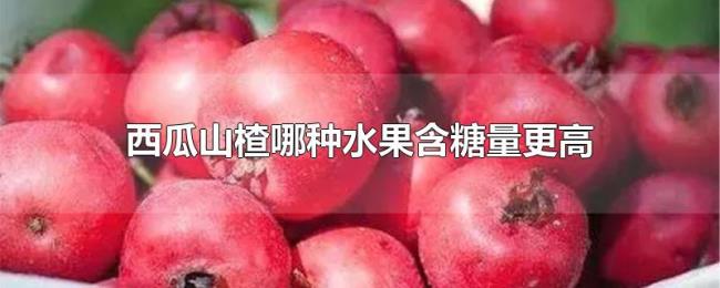 西瓜山楂哪种水果含糖量更高 西瓜山楂哪种水果含糖量更高
